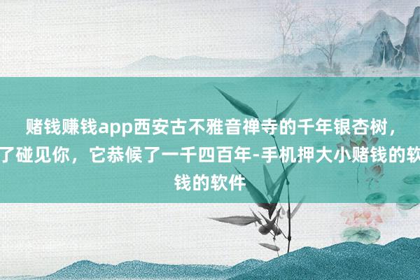 赌钱赚钱app西安古不雅音禅寺的千年银杏树，为了碰见你，它恭候了一千四百年-手机押大小赌钱的软件